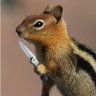 AngrySquirrel
